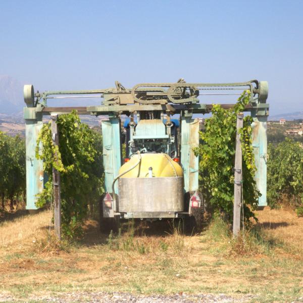 Cantina-di-biase-in-vigna-77