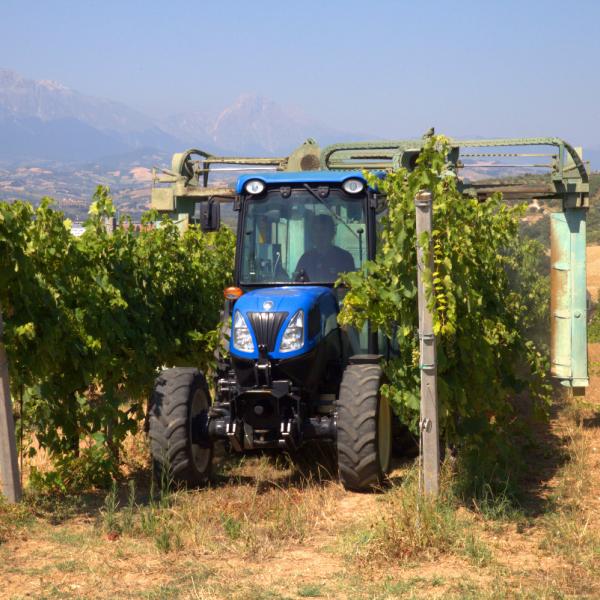 Cantina-di-biase-in-vigna-78