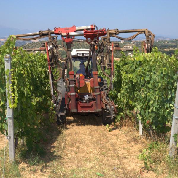Cantina-di-biase-in-vigna-79