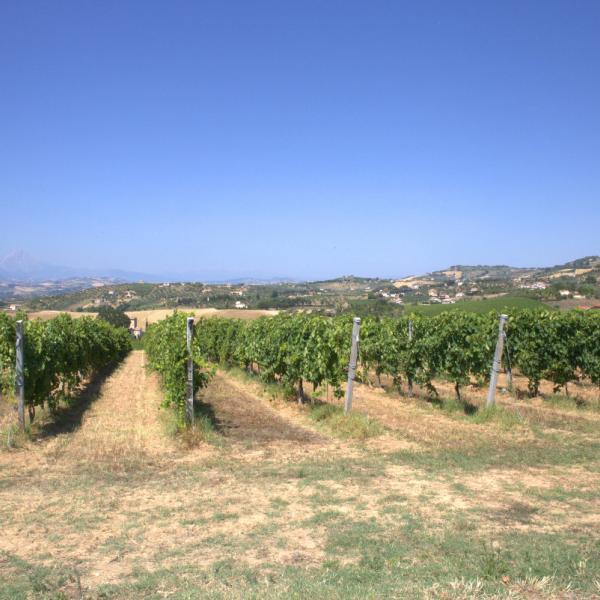 Cantina-di-biase-in-vigna-80