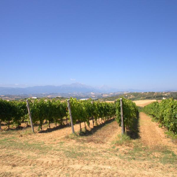 Cantina-di-biase-in-vigna-81
