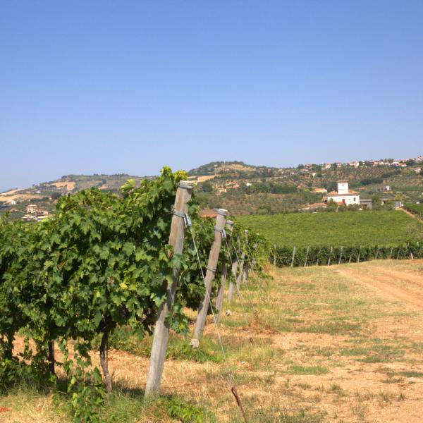 Cantina-di-biase-in-vigna-82