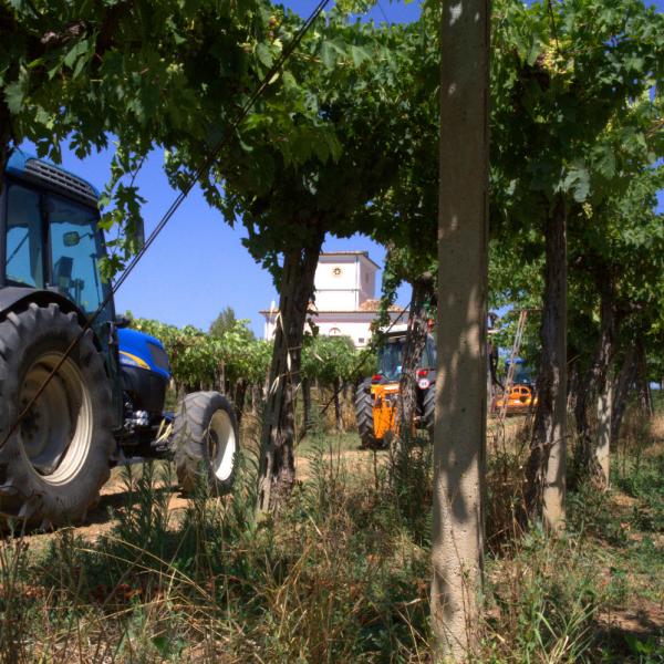 Cantina-di-biase-in-vigna-83