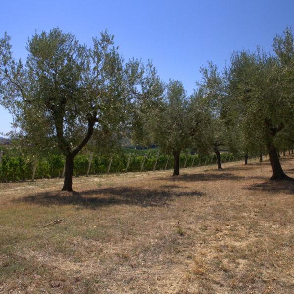 Cantina-di-biase-in-vigna-84