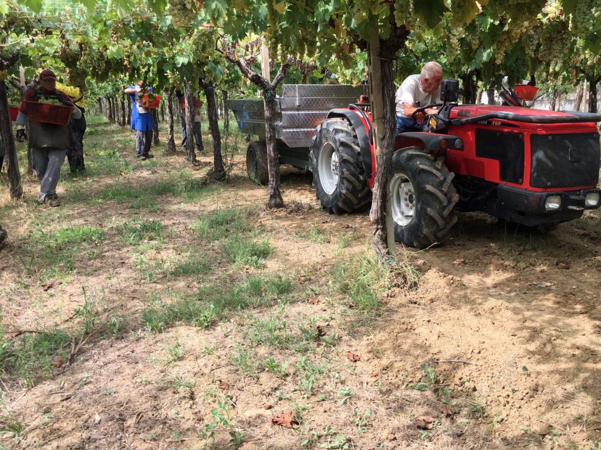 la vendemmia Ã¨ iniziata