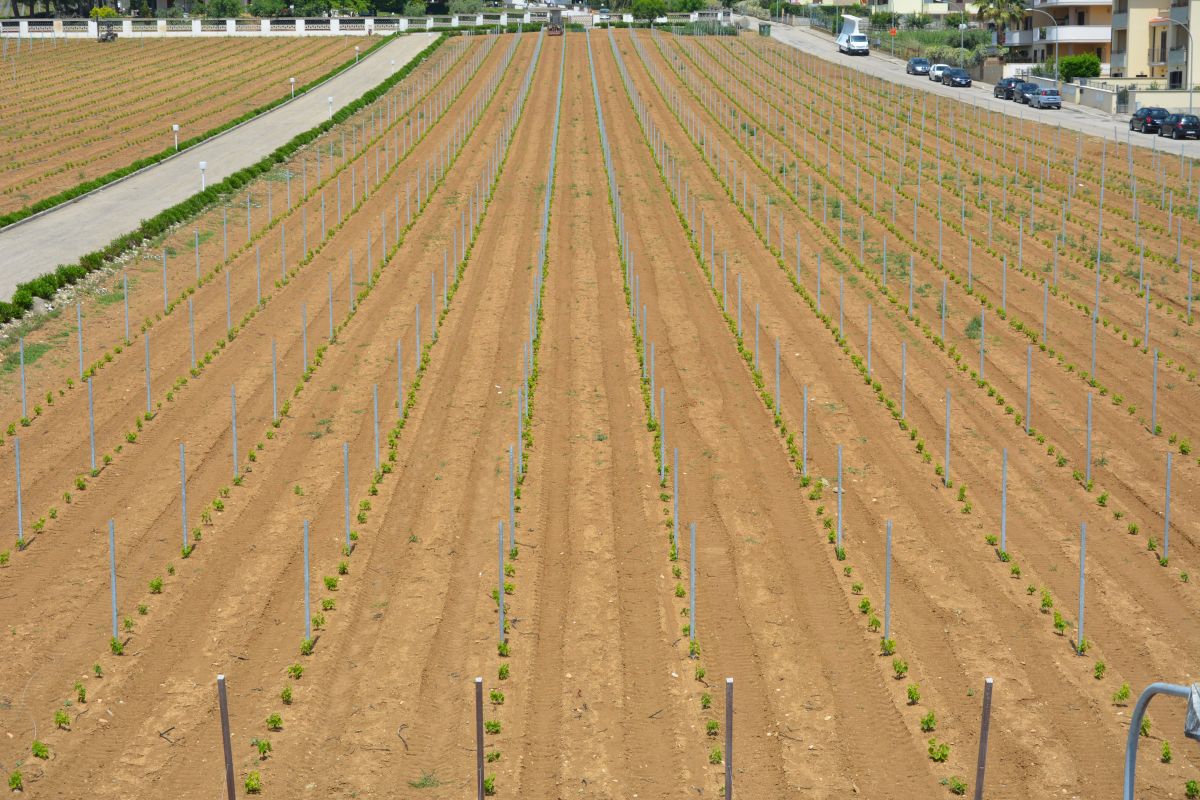 nascita di una nuova vigna