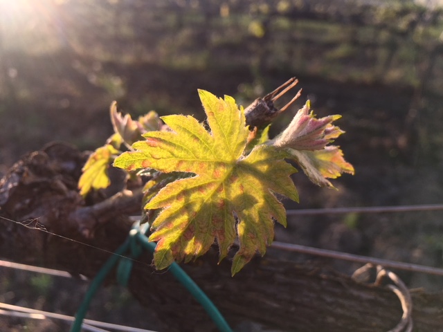 risveglio vite uva germoglio sole primavera