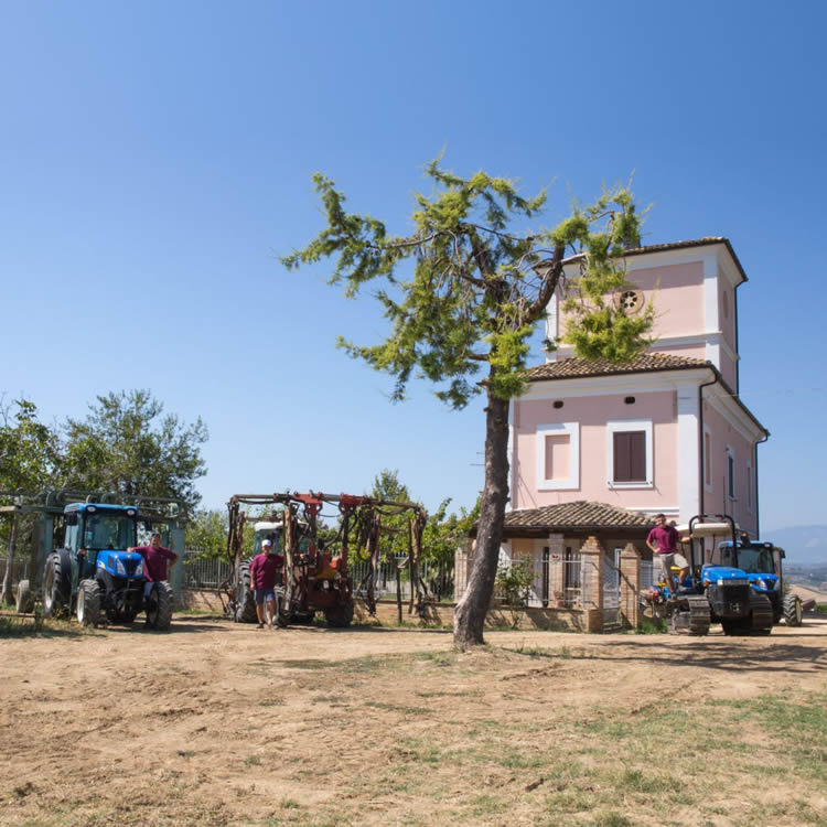 i vigneti della cantina di biase